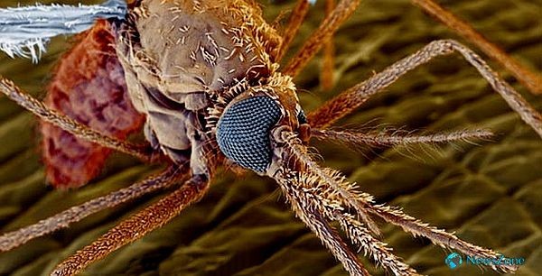 5. Тепловое излучение, исходящее от человека или животного, является основным «источником информации» для комара. Органы чувств комара находятся в усиках.