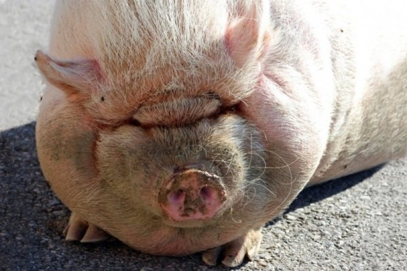 Ожирение у свиней