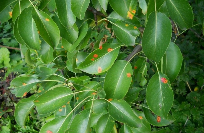 Оранжевые пятна на листьях груши