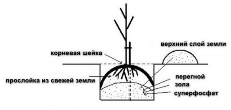 Схема посадки саженца груши