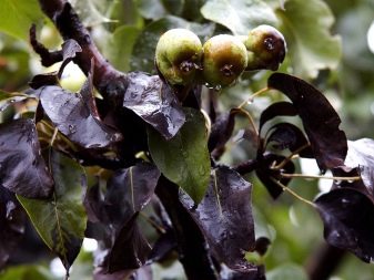 Пятна на листьях груши: коричневые, светлые, красные, желтые, причины и их лечение