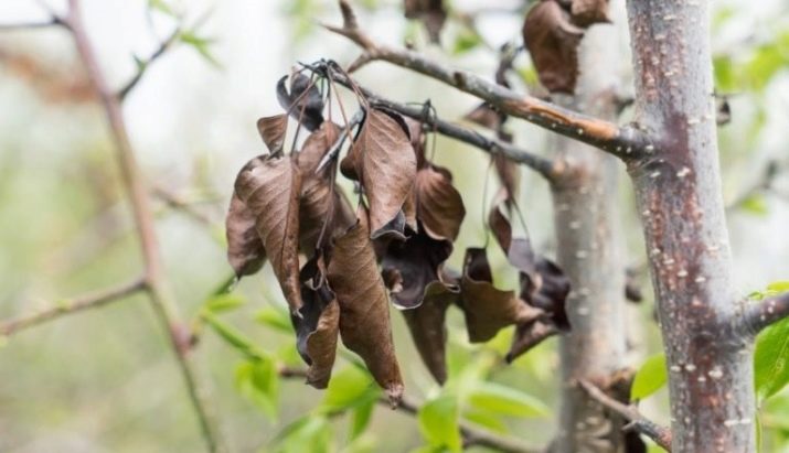 Чернеют листья на груше: что делать и как лечить дерево