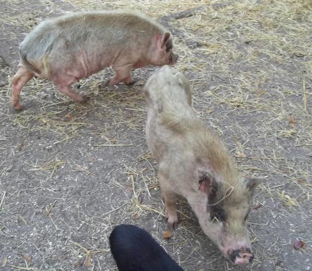 Истощение свиней