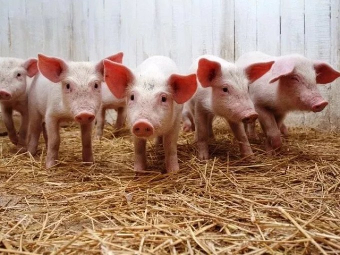 Выбор правильных свиней