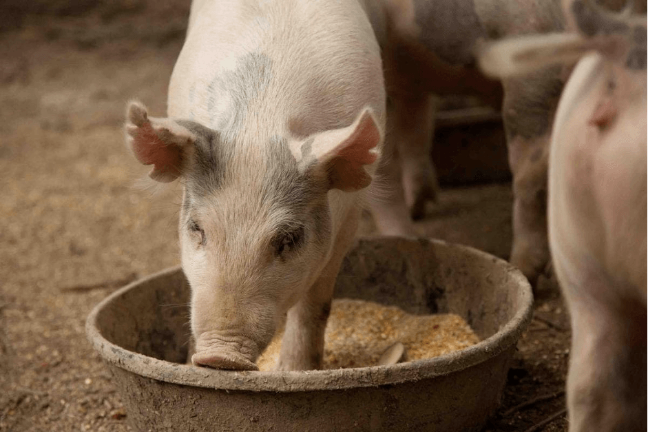 Какие витамины нужны свинье?