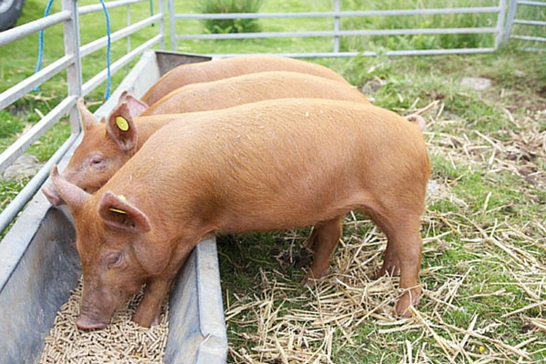 Кормушки для свиней, корыто для поросят своими своими руками
