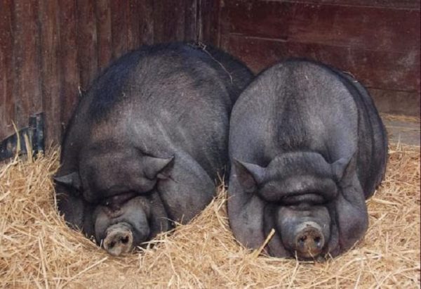 Сколько лет живет свинья: продолжительность жизни в домашних и диких условиях