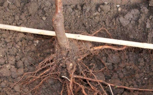 Расположение саженца груши с голыми корнями в посадочной яме