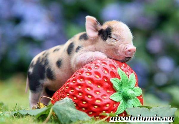 Мини-свинья - особенности - уход и цена - Мини-6 свинья.
