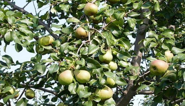 Дерево Белорусской поздней груши, усыпанное плодами