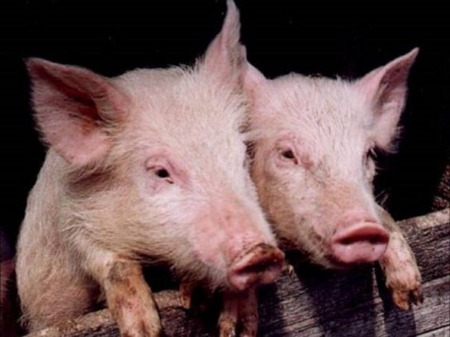 Везикулярная эритема у свиней