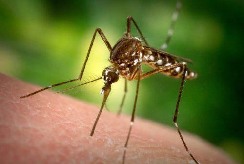 Пылесос также может быть полезен для уничтожения комаров