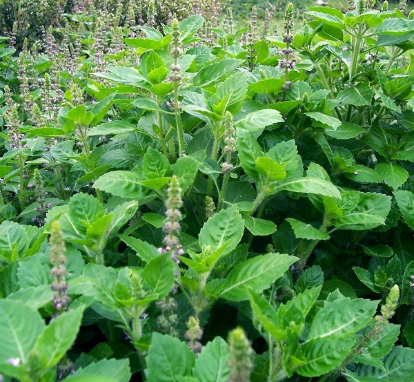 Туласи — растение, которое не даст размножаться комарам