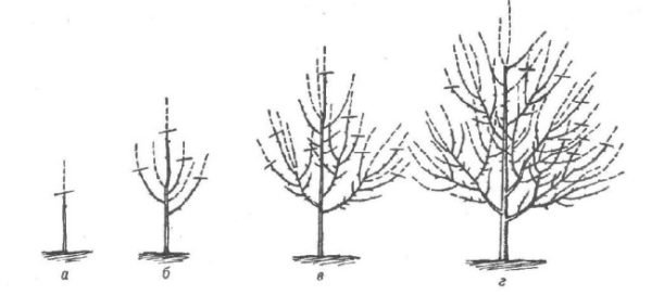 Обрезка груши в первые годы жизни дерева