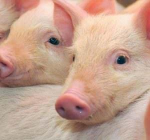 Сколько лет живет свинья: продолжительность жизни в домашних и диких условиях