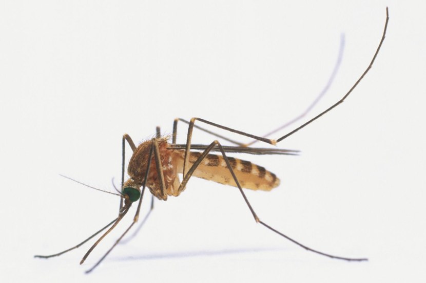 Комары, почему кусаются, чем опасны, польза и вред
