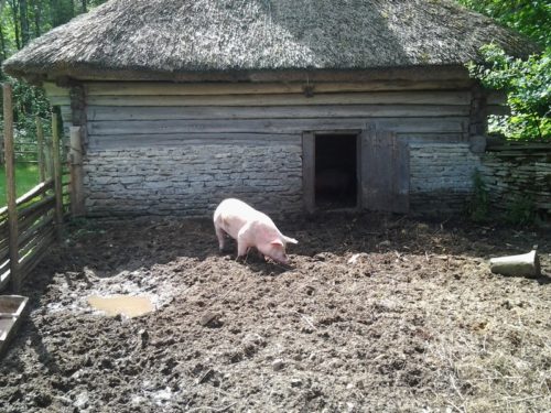 Открытый коровник для свиней