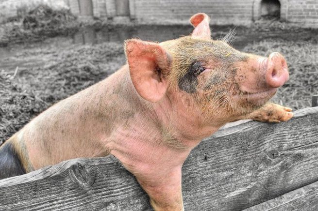 Внешние признаки рожи у свиней