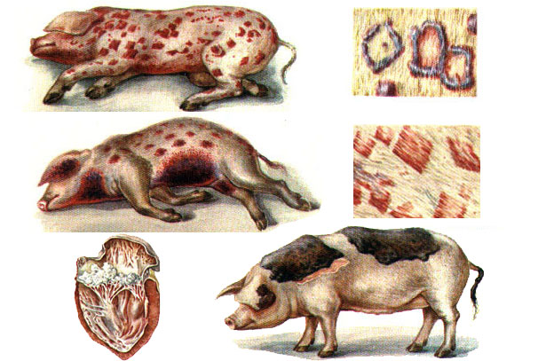 Симптомы заболевания ржи у свиней