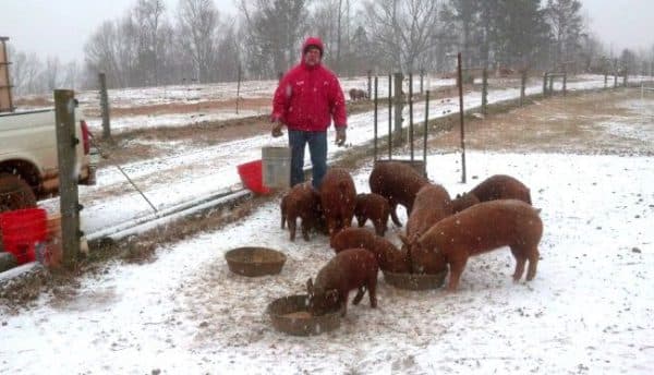 Содержание свиней: правила и санитарные нормы разведения в деревне зимой, на улице, в домашних условиях
