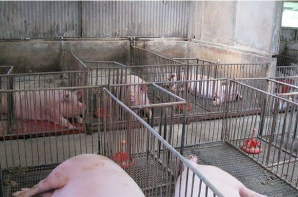 Выращивание поросят и свиней в домашних условиях и правильный уход за ними
