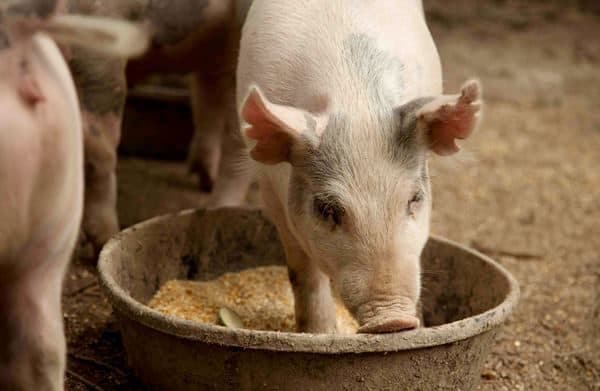 Чем и как правильно кормить поросят и свиней: кормление в домашних условиях
