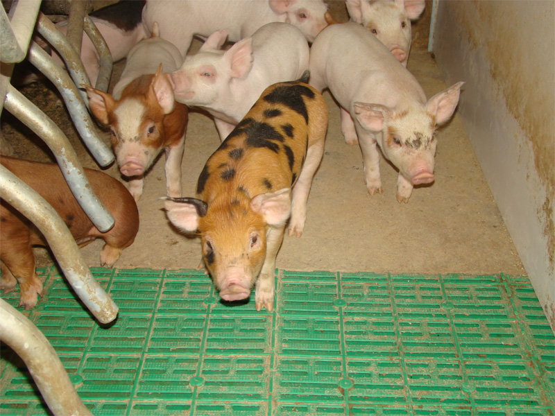 Порода свиней Пьетрен и правила ухода за поросятами