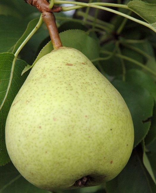 Плод груши сорта Бере Мичурина с кожицей светло-зеленого окраса