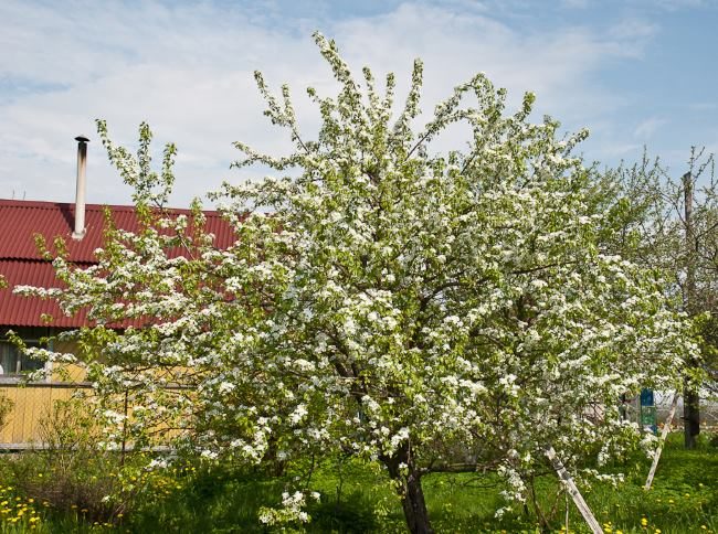 Цветение взрослого дерева груши в Средней полосе России