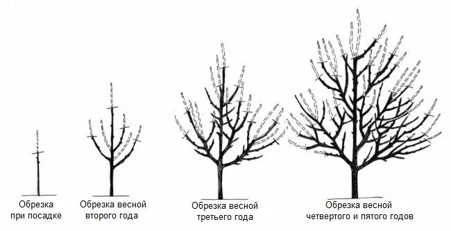 Схема весенней обрезки груши в течении первых пяти лет жизни деревца