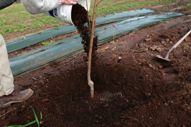 Мульчирование саженца груши компостом сразу после посадки