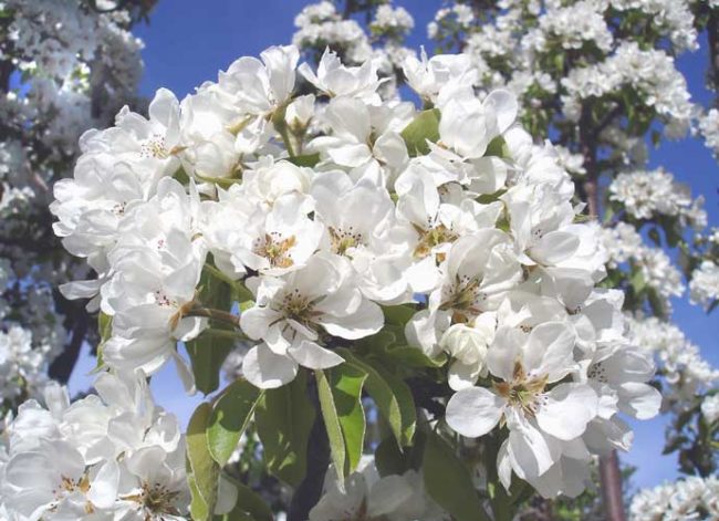 Обильное цветение груши селекционного сорта Маршал Жуков