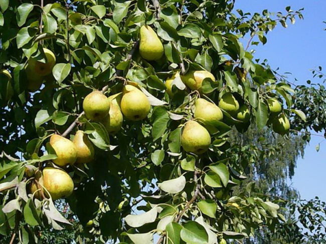 Ветки грушевого дерева с крупными плодами зеленоватого окраса