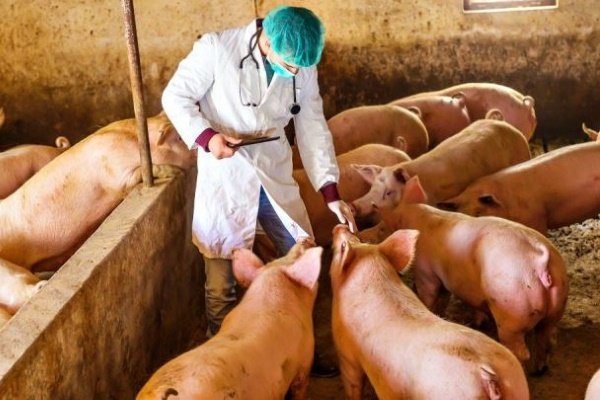 Ветеринар осматривает свиней