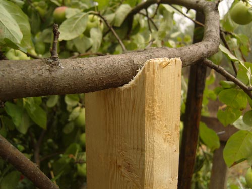 Деревянная подпорка под ветку груши с большим количеством плодов