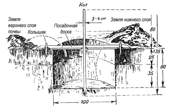 Схема обустройства посадочной ямы для однолетнего саженца груши
