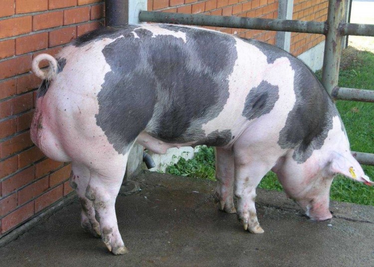Африканская чума свиней: возбудитель, симптомы, опасность для человека