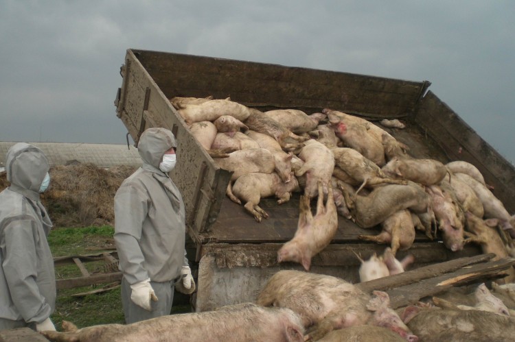 Африканская чума свиней: возбудитель, симптомы, опасность для человека