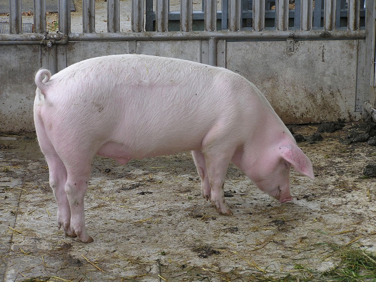 Болезни свиней: список самых опасных заболеваний, симптомы, признаки и методы лечения