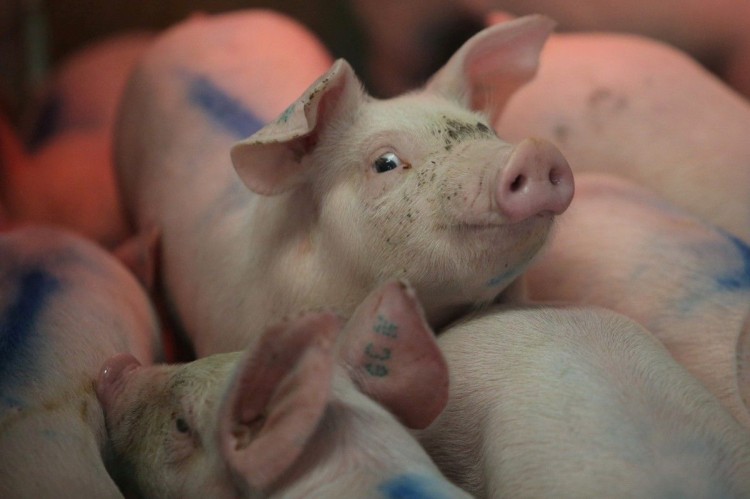 Болезни свиней: список самых опасных заболеваний, симптомы, признаки и методы лечения