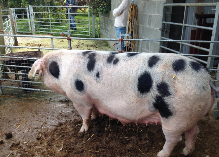 Свиноматка: правила содержания и ухода за свиньей