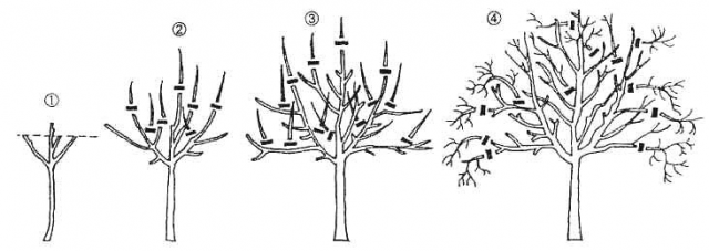 Груша Бере Боск - характеристика и описание сорта, выращивание