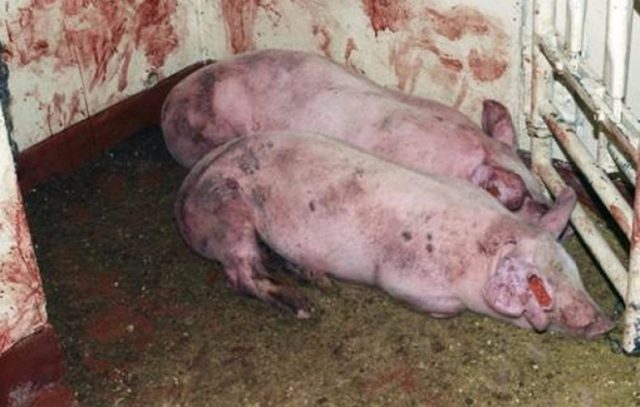 Пастереллез у свиней: возбудитель, симптомы, лечение, вакцинация