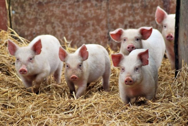 Температура тела у свиней: какая считается нормальной, как сбить?