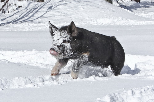 Содержание свиней зимой: на улице, в свинарнике, в холодном сарае, температура, кормление, уход
