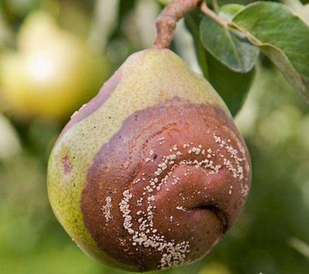 Плодовая гниль на груше