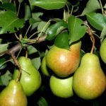 Плоды груши сорта Чижовская