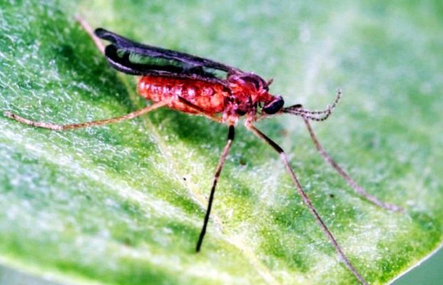 мелкий комар на листе