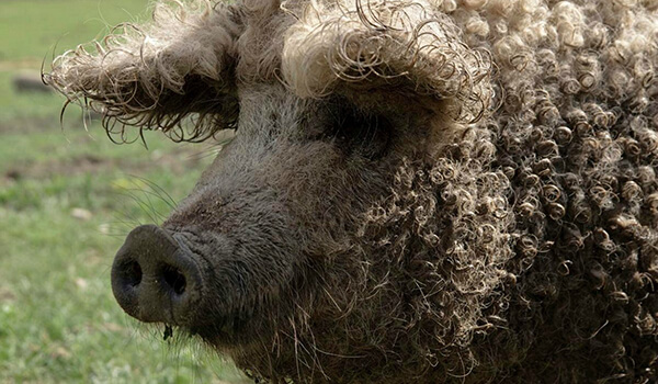 Фото: Как выглядит мангалицкая свинья
