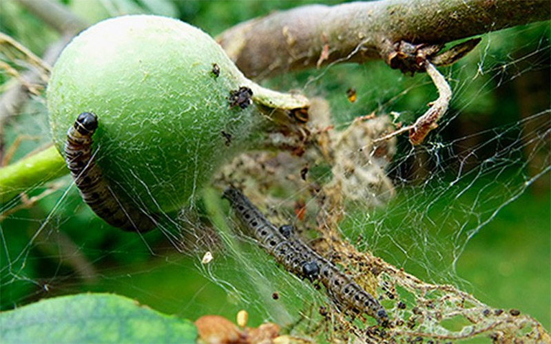 Вредители груши – Чем обработать грушу от вредителей